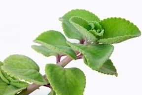 forskolin-supplement-plant