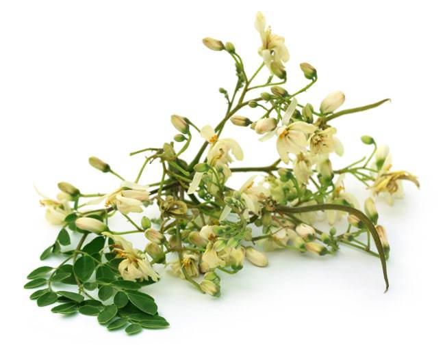 moringa-leaf-extract-supplements