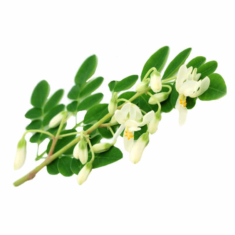 Moringa