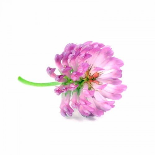 Red Clover